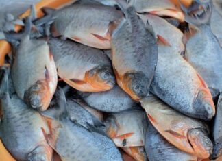 Berapa kadar kolagen dalam tulang dari berbagai jenis ikan?