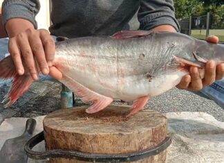 Bagian Ikan dengan Kandungan Gizi Tertinggi